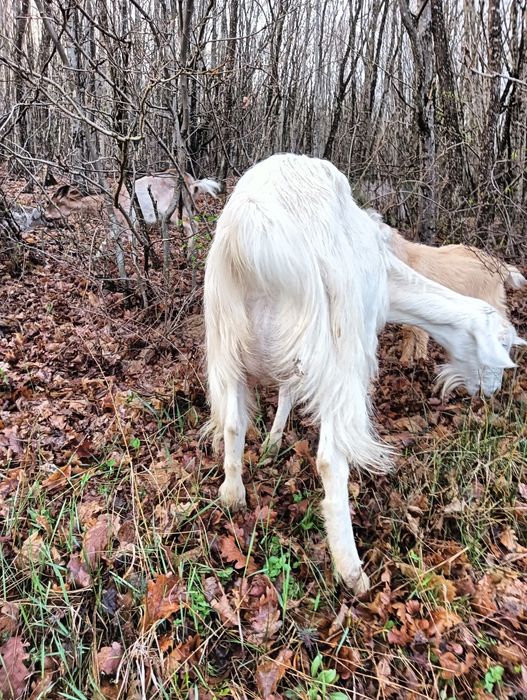 Vând țap de doi ani rasa nubian bun de prăsilă, sau schimb, vând iezi