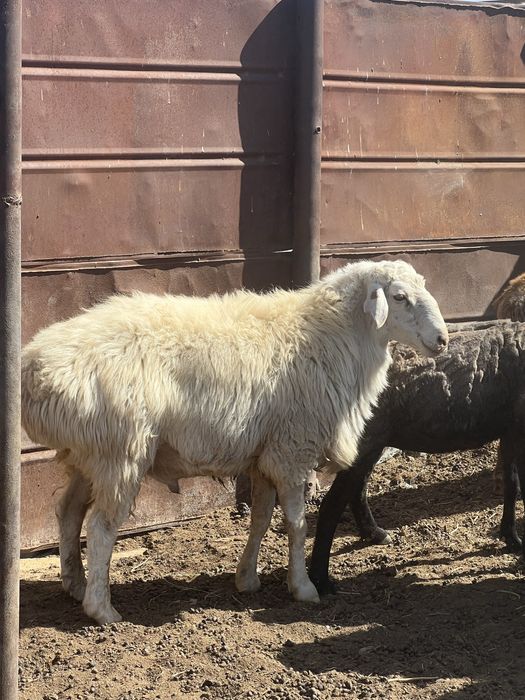 Қошқар 3 жасар.