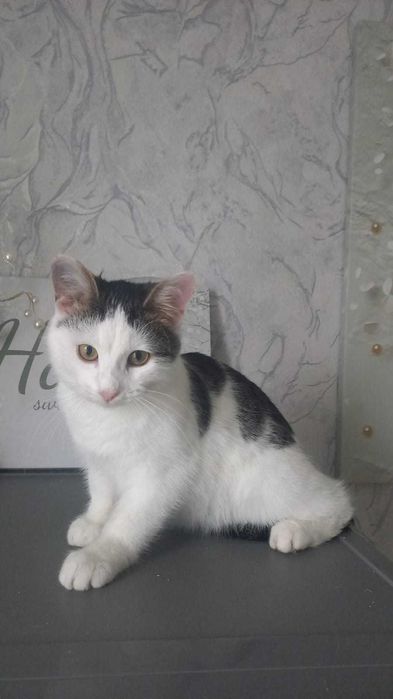 Милый котенок в добрые руки