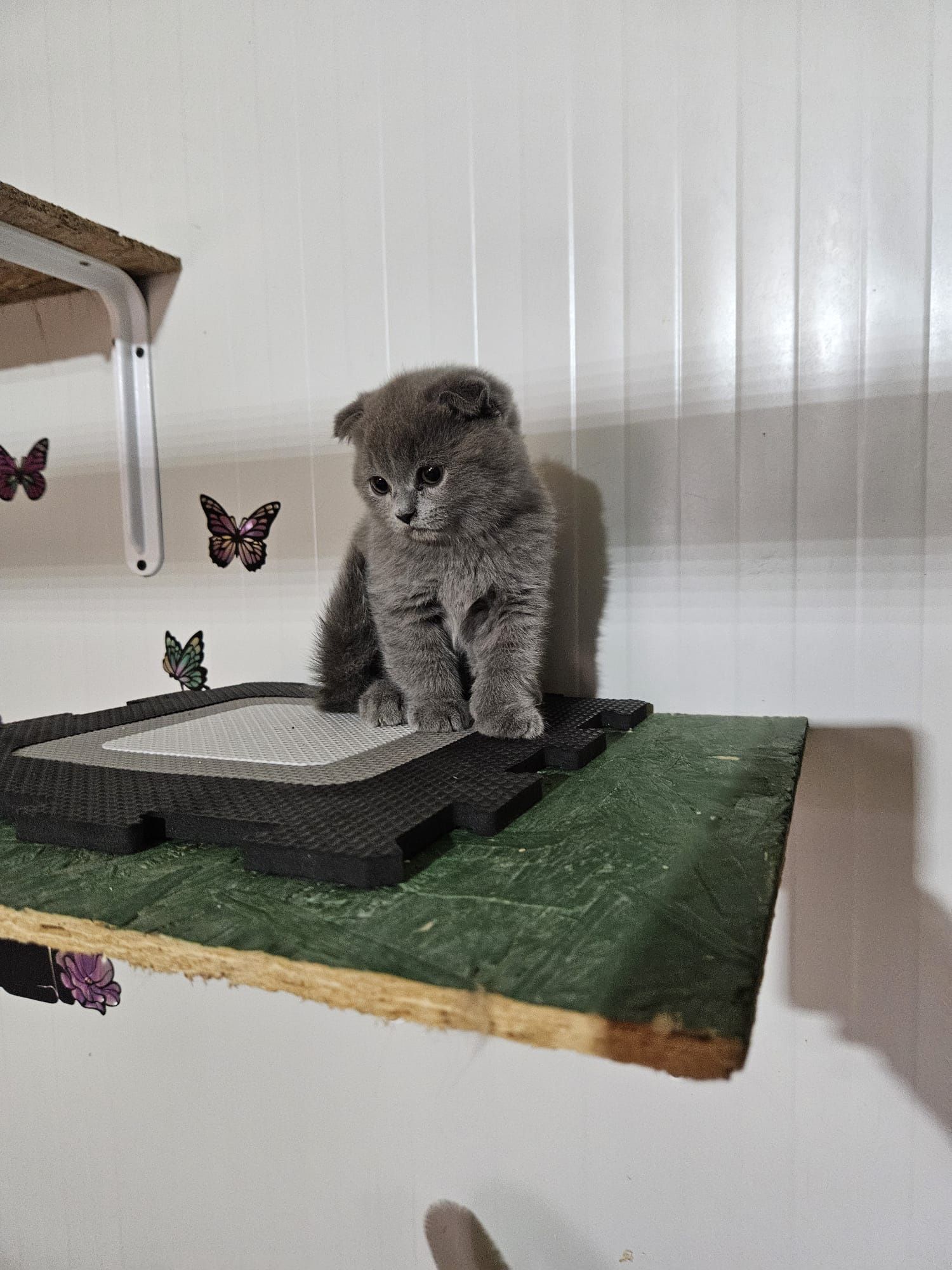 Scottish fold shorthair blue