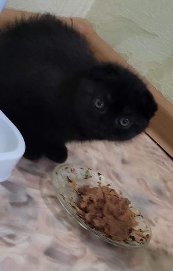 Продам котёнка девочку