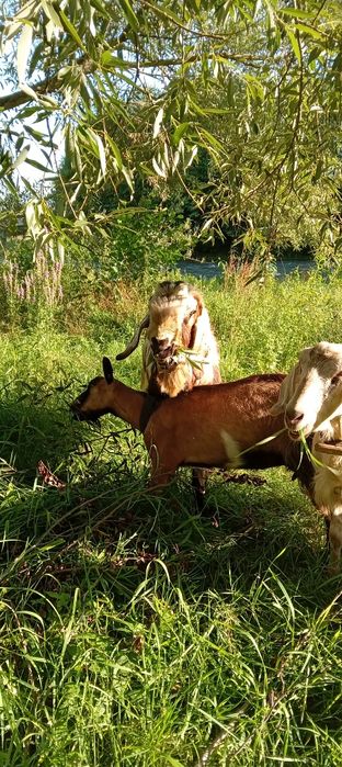 Tap anglo vind sau schimb cu capră  din aceasi rasa sau zanen 1500