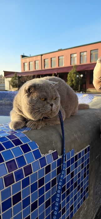 Вязка привазной лиловый цвет шотландский фолд ТЕДДИ