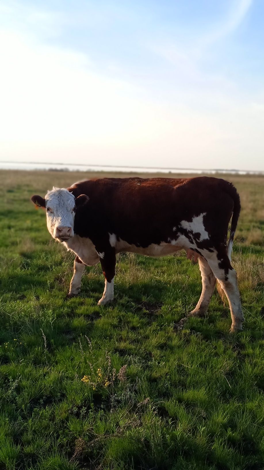 Продам корову казахская белоголовая 3х лет