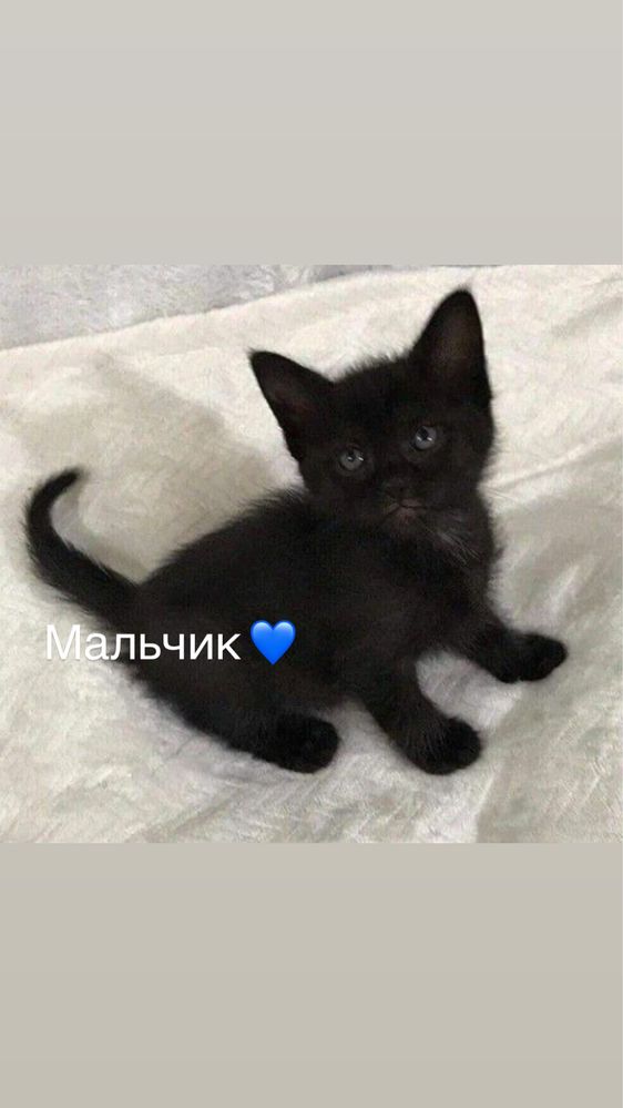Котята только  в добрые руки!!!