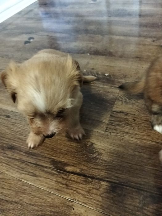 Donez cățelușă. Azi (sâmbătă, 08.11) are 5 săptămâni