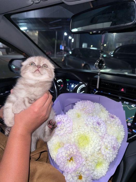 Вислоухий котенок
