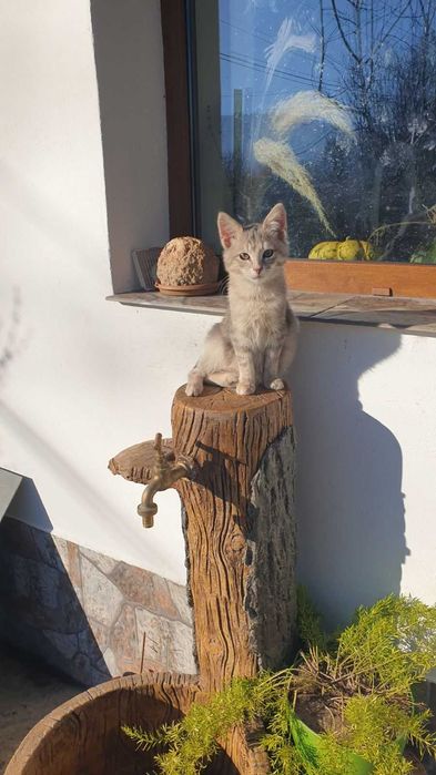 Подарявам котенца