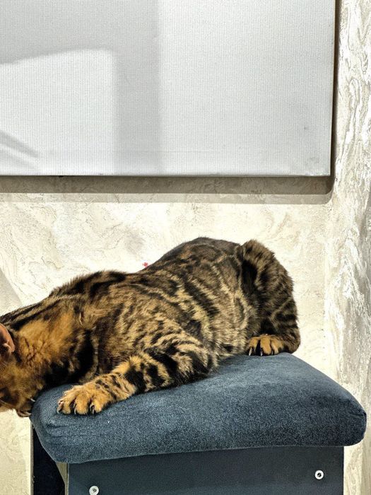 Bengal mushugi sotiladi