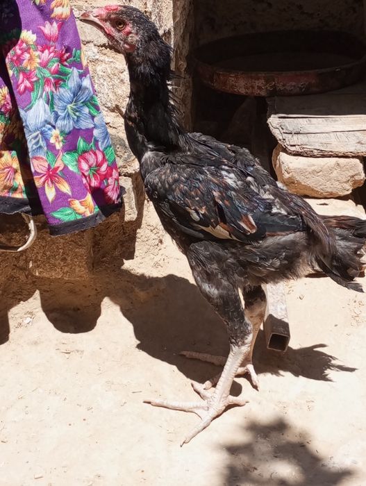 Kafolati bor kelishamiz