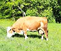 Vaca cu vitea de vanzare