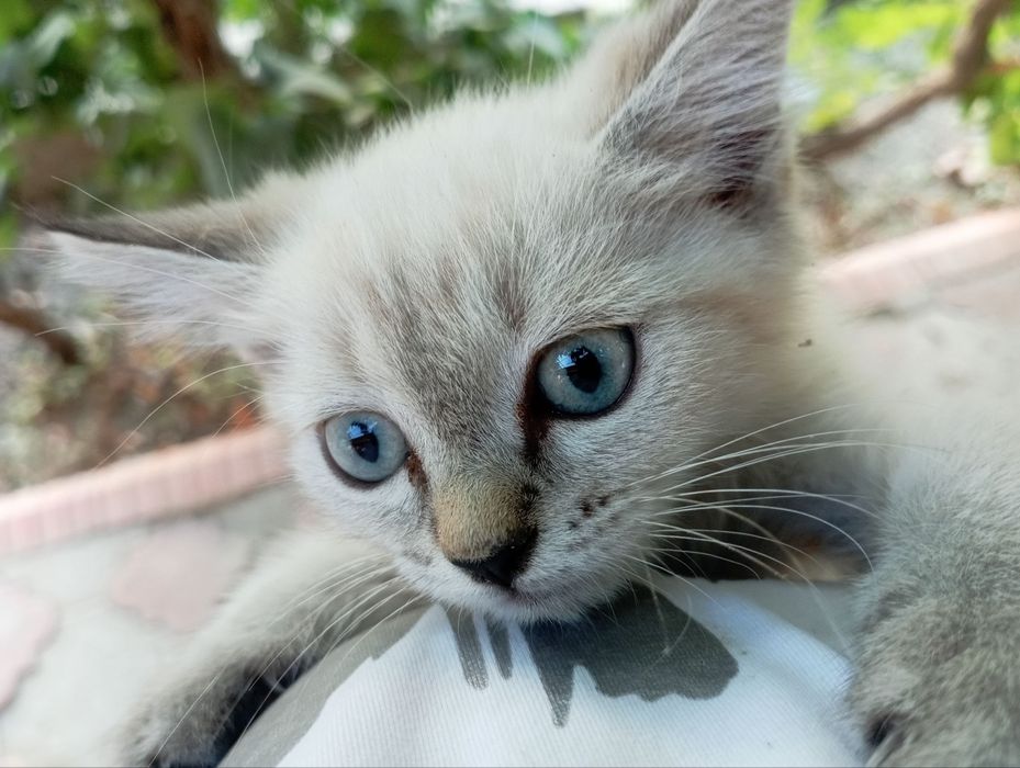 Котик пародистый