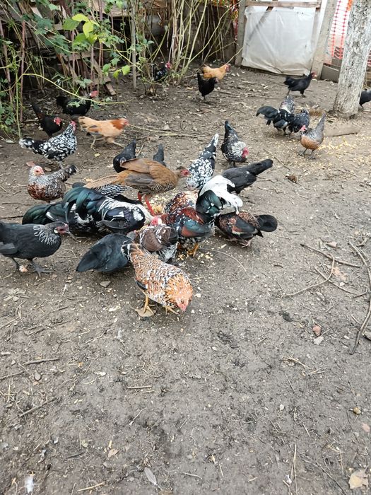 Vând găini pitice și curci