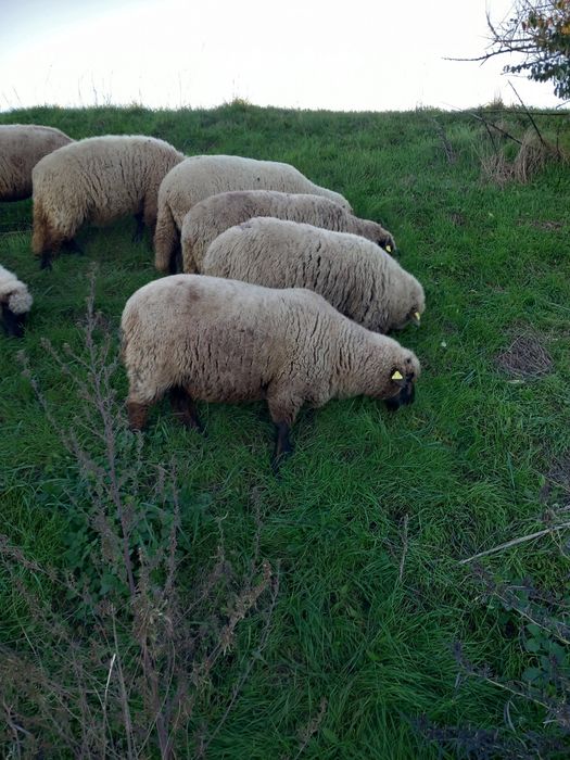 Vand 170 de oi la pretul de 650 de lei