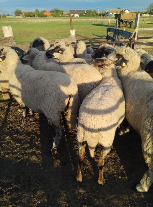 Vând oi țigăi, pe ales