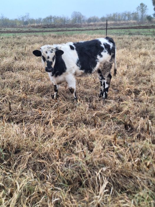 Vand vitei viu sau carcasa