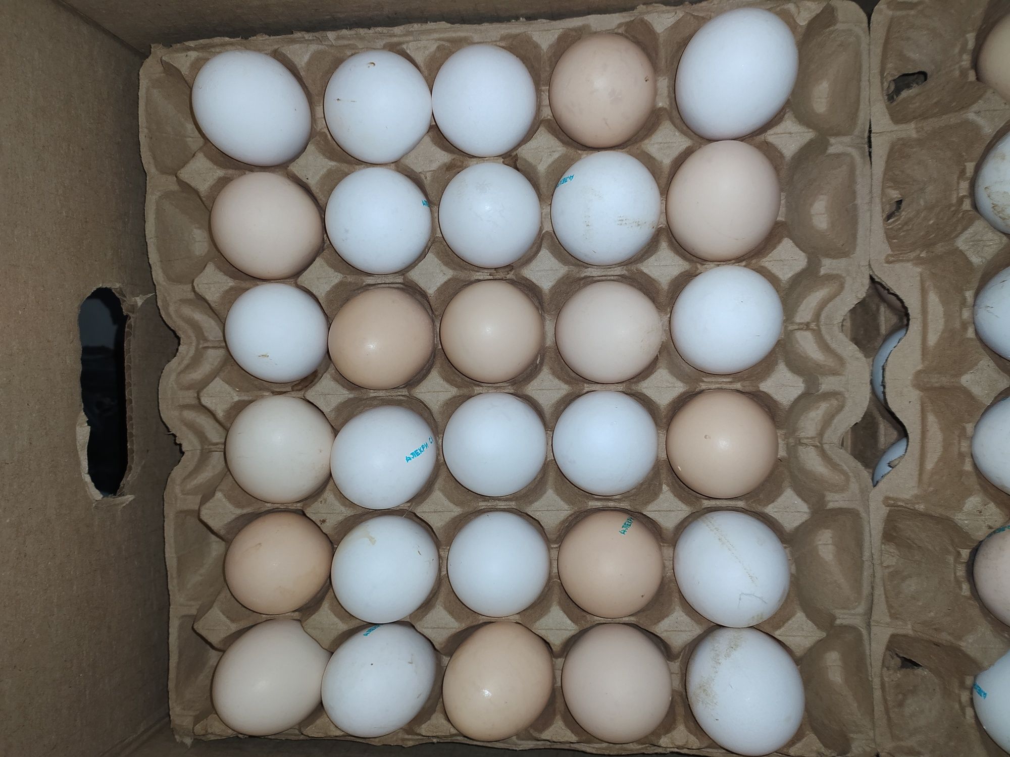 Яйцо куриное , крупного размера ГОСТ. Бесплатная доставка от 6 лотков