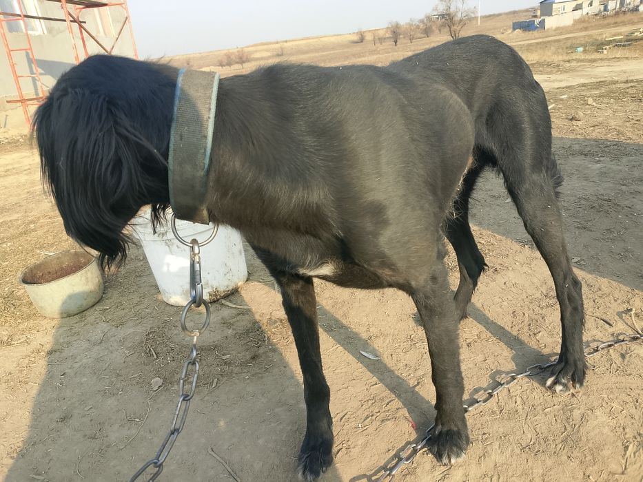 Кумай тазы 4кар баскан