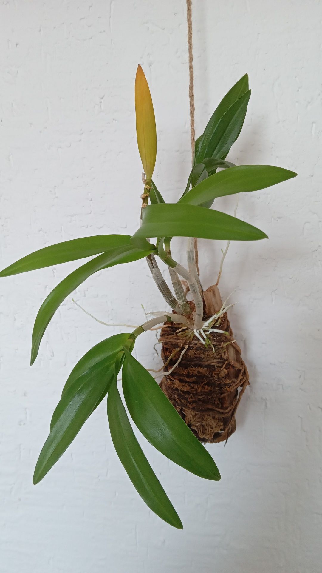 Орхидея на блоке