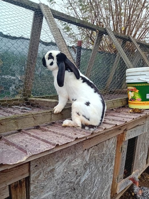 Schimb iepure fluture