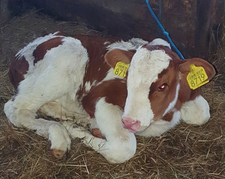 De vânzare vacă balțată românească cu Tauraș