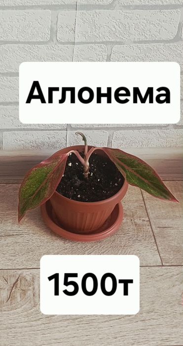 Продам красную Аглонему