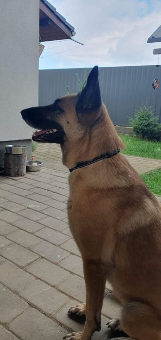 Donez metis Belgian Malinois