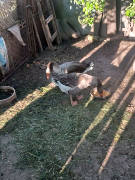 Vând gâște crescute bio