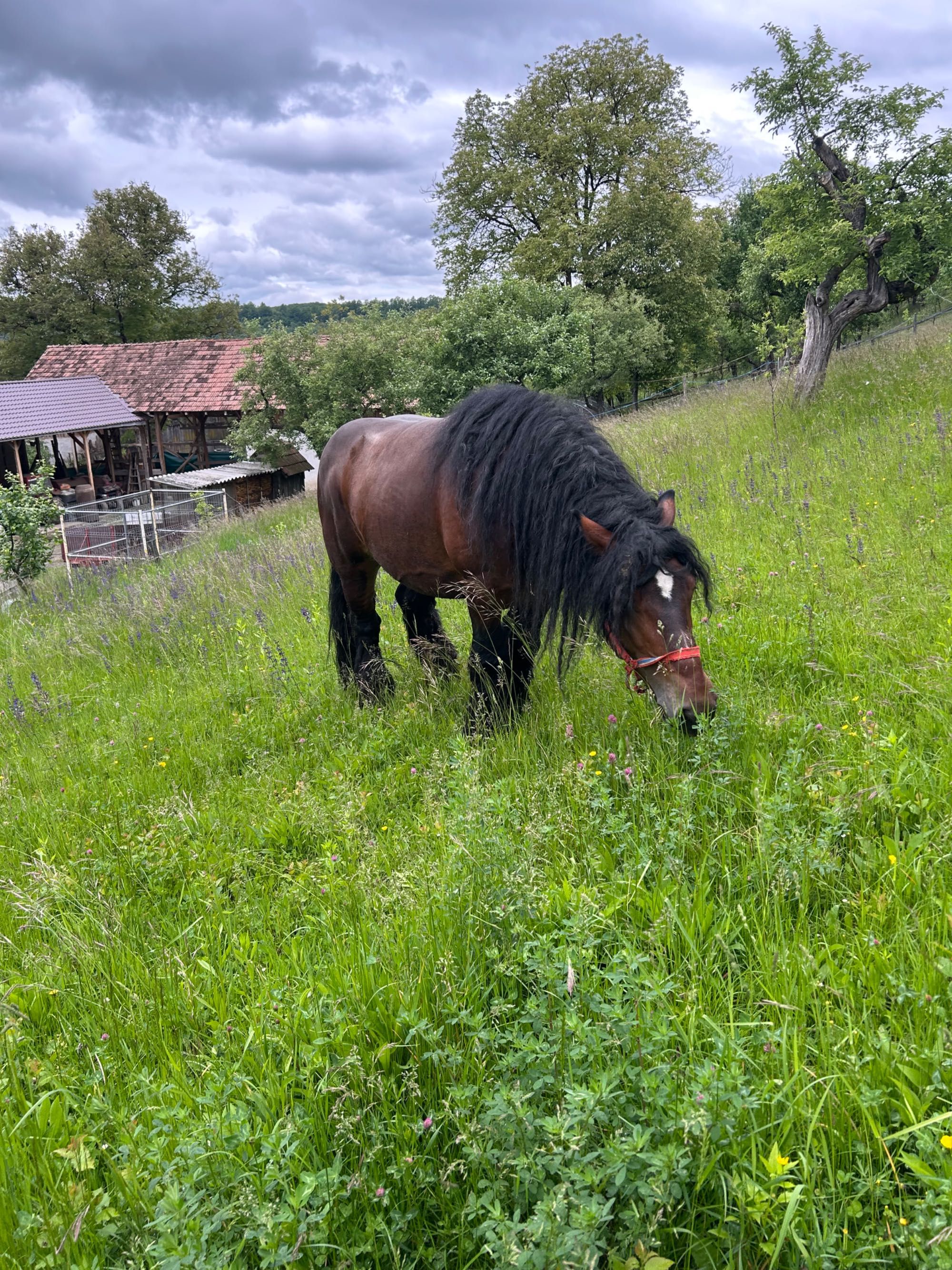 Armăsar belgian …