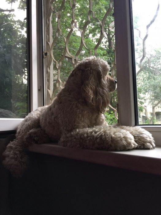 Вязка, американский кокер спаниель.