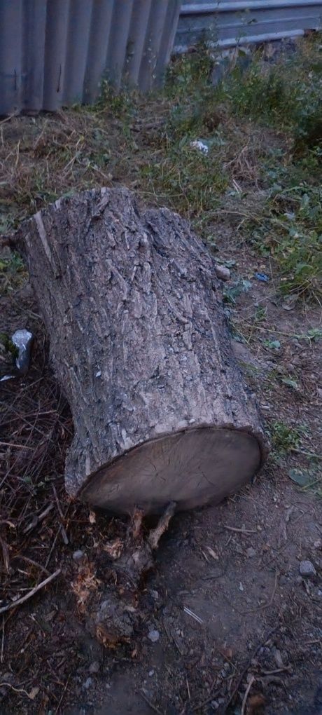 Улкен қара  дөңке ағаштар бар .Тегін беремін