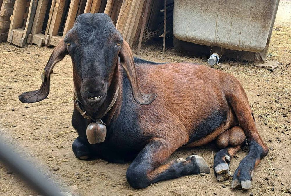 * Спешно*  до 25 ноември  поради ликвидация на стадото  продавам Англо