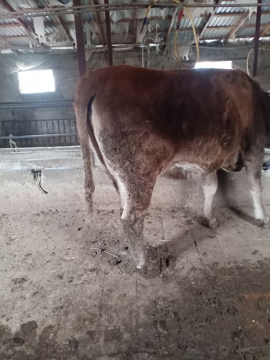 Семиз жас сиыр сатам денеси ири