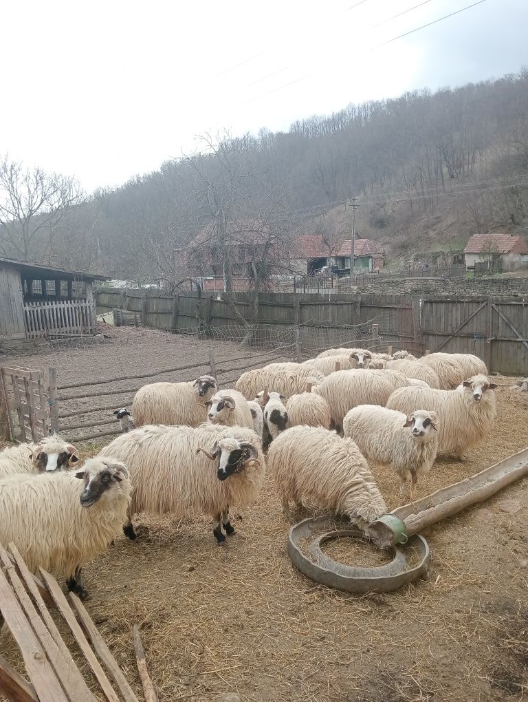Vând oi și berbec