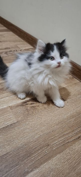 Отдам кошку и котенка в добрый руки