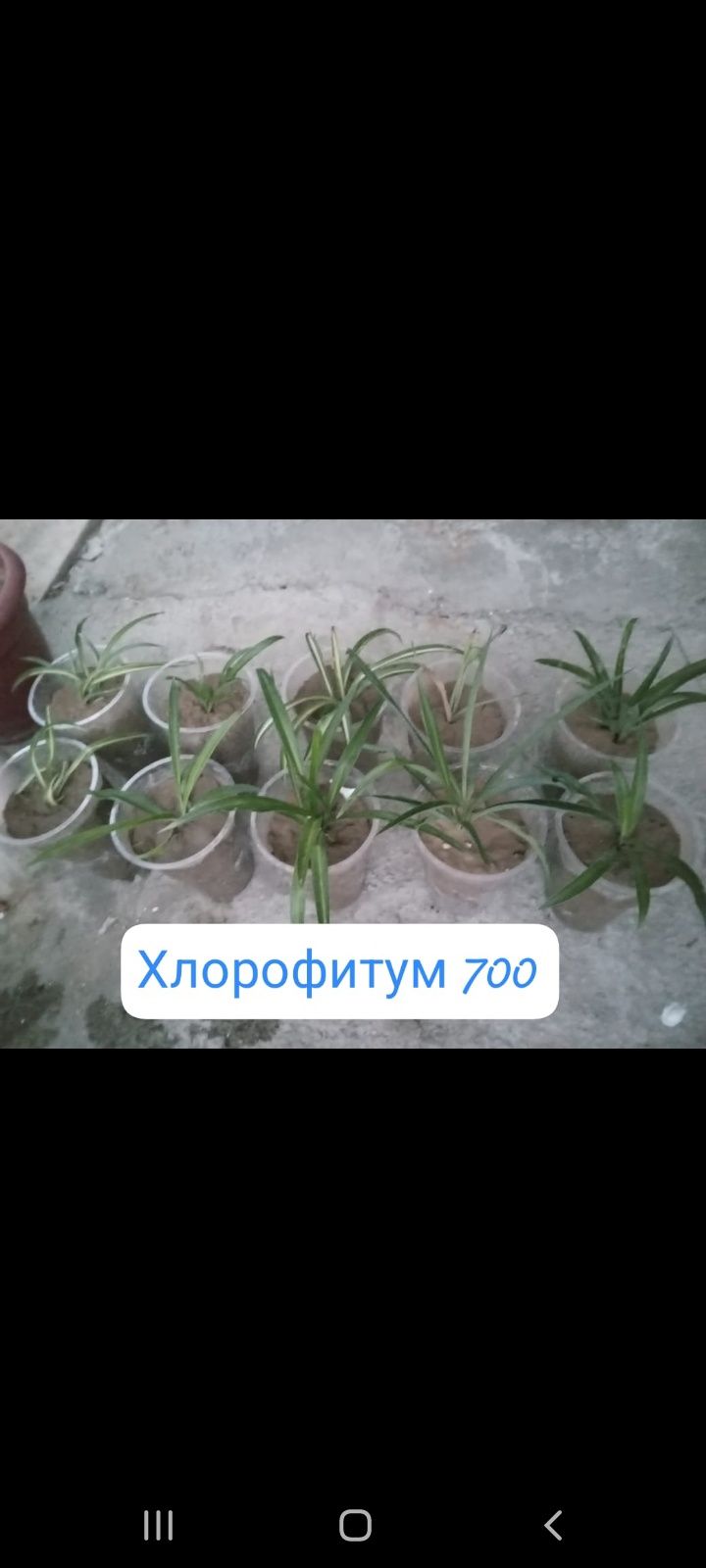 Продаю комнатные растения