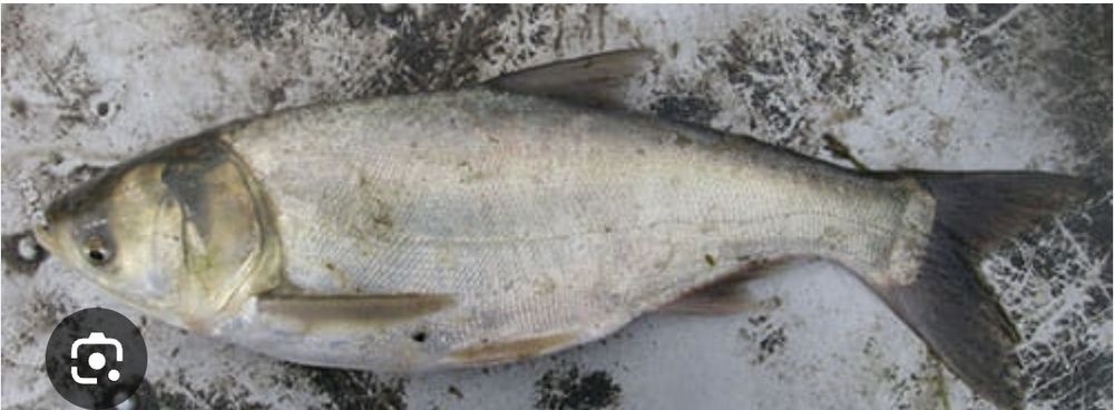 Puiet fitofag ( sânger)