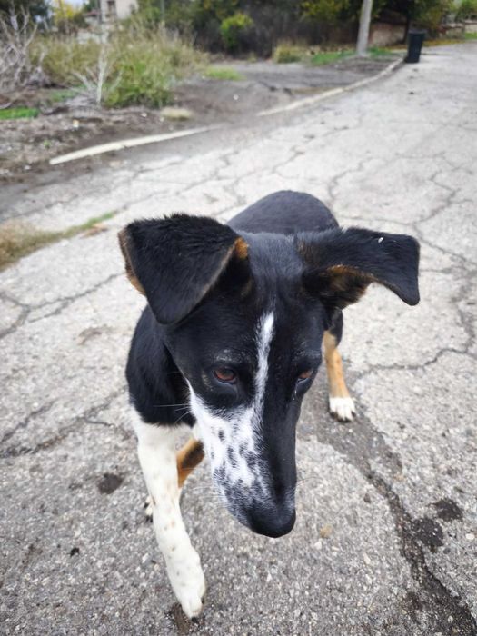 Търси се семейство за това спасено кученце