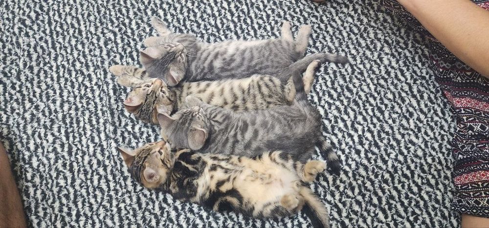 Продаем Бенгалов чистых и смешанных 1 млн ( скидка есть ) 1,5- 2 месяц