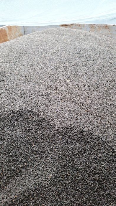Floarea soarelui recolta 2025