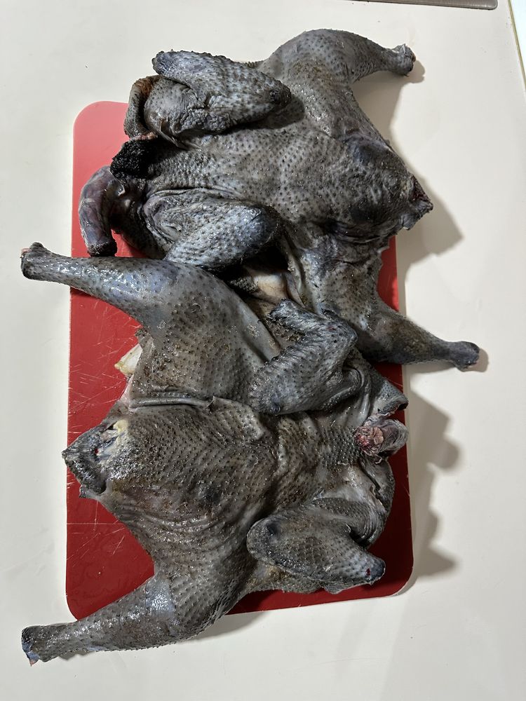 Ayam cemani, gaini complet negre, rasa pura .Oua de incubat