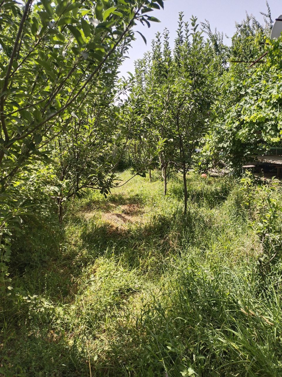 Продаю 2 дачи на Ташморе, объединенные в одну
