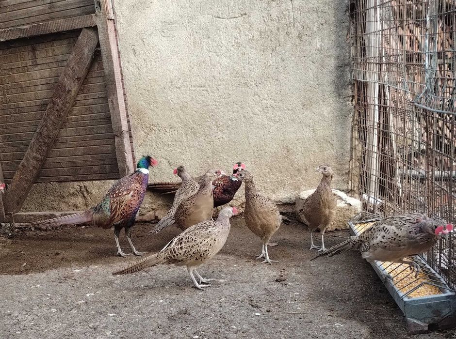 Fazani de vanzare maturi, din primăvară!