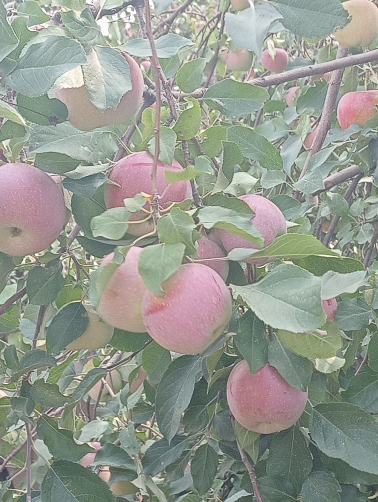 Продам яблоки зимние