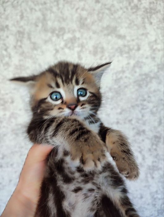 Продаётся бенгалская кошка