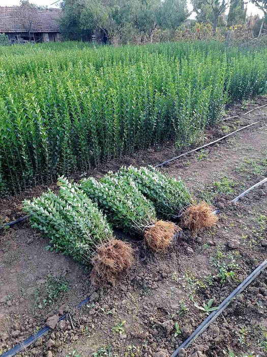 Лигуструм (ligustrum)