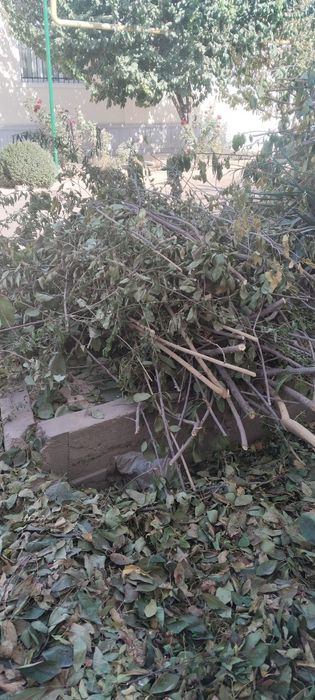 Утин сотилади янги кесилган дарахтники.