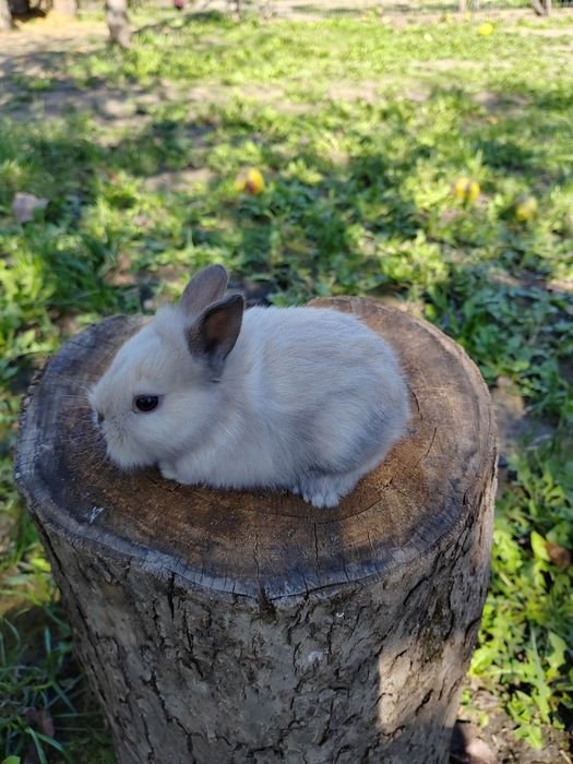 Vând iepurași pitici de companie