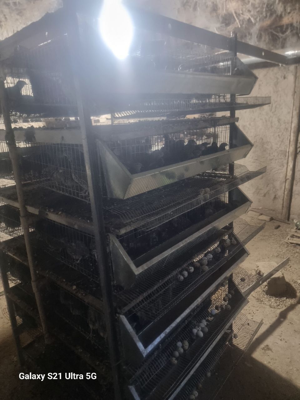 bedana sotiladi ishonchli don berib boqilgan