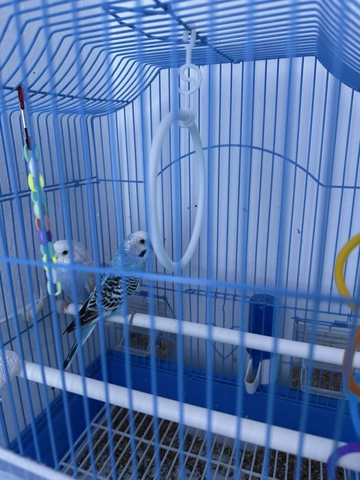 Vand pui Peruș cu toate accesoriile
